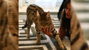 Illustration : L'influenceuse Alix pleure la disparition de son chat Savannah et appelle à l'aide pour le retrouver ! (vidéo)