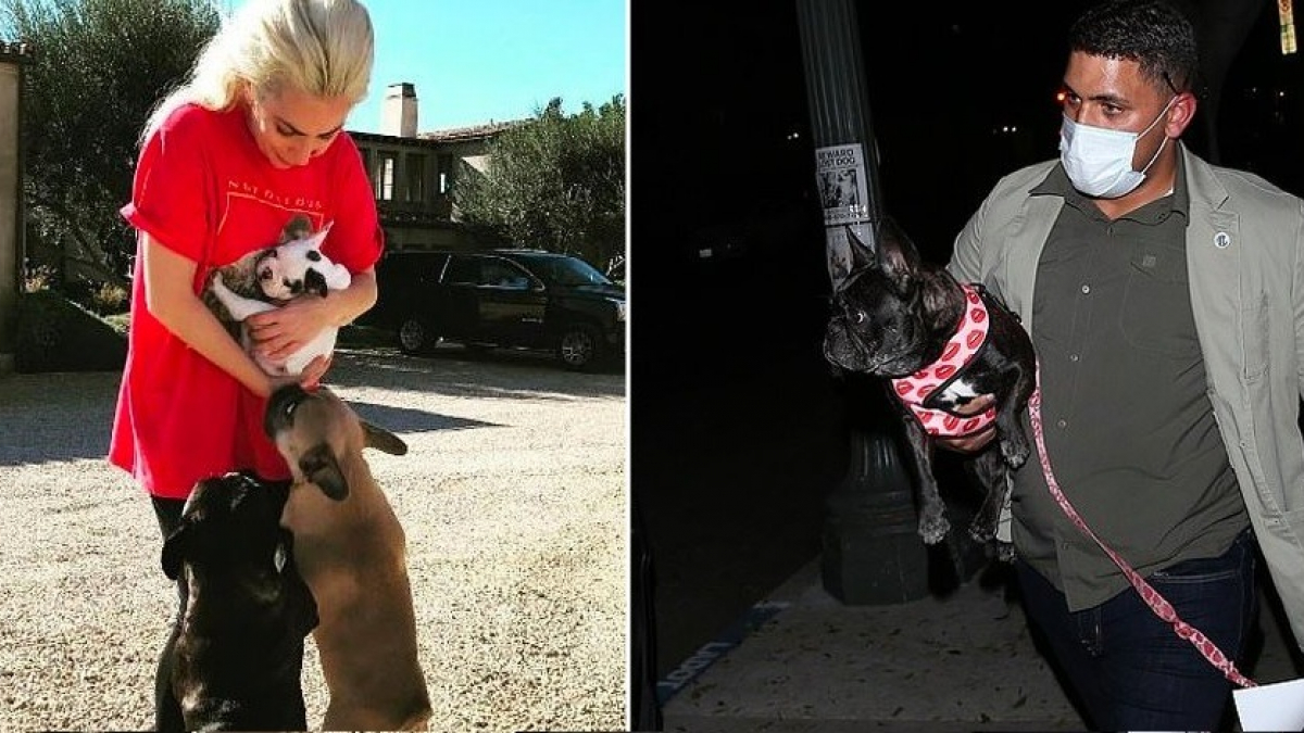 Illustration : "Lady Gaga : son promeneur de chiens blessé par balles et ses 2 Bouledogues enlevés. Elle offre plus de 400 000 euros pour les récupérer"