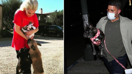 Illustration : Lady Gaga : son promeneur de chiens blessé par balles et ses 2 Bouledogues enlevés. Elle offre plus de 400 000 euros pour les récupérer