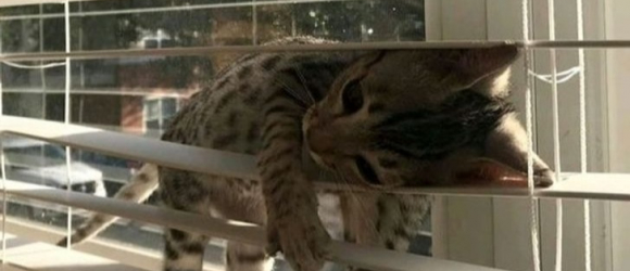 Illustration : "20 photos d'animaux proches du burn-out !"