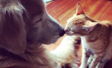 Illustration : "L'amitié unique entre un chaton errant sauvé et un Golden Retriever (vidéo)"