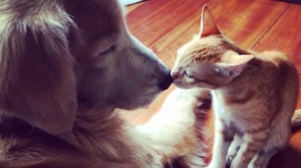 Illustration : L'amitié unique entre un chaton errant sauvé et un Golden Retriever (vidéo)