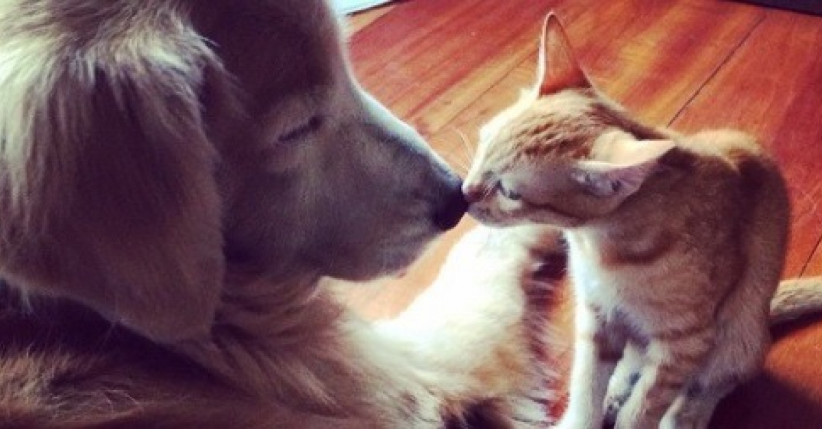 L Amitie Unique Entre Un Chaton Errant Sauve Et Un Golden Retriever Video