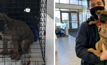 Illustration : "Un chiot blessé à la tête avec un pistolet à billes et abandonné dans une cage a été adopté"