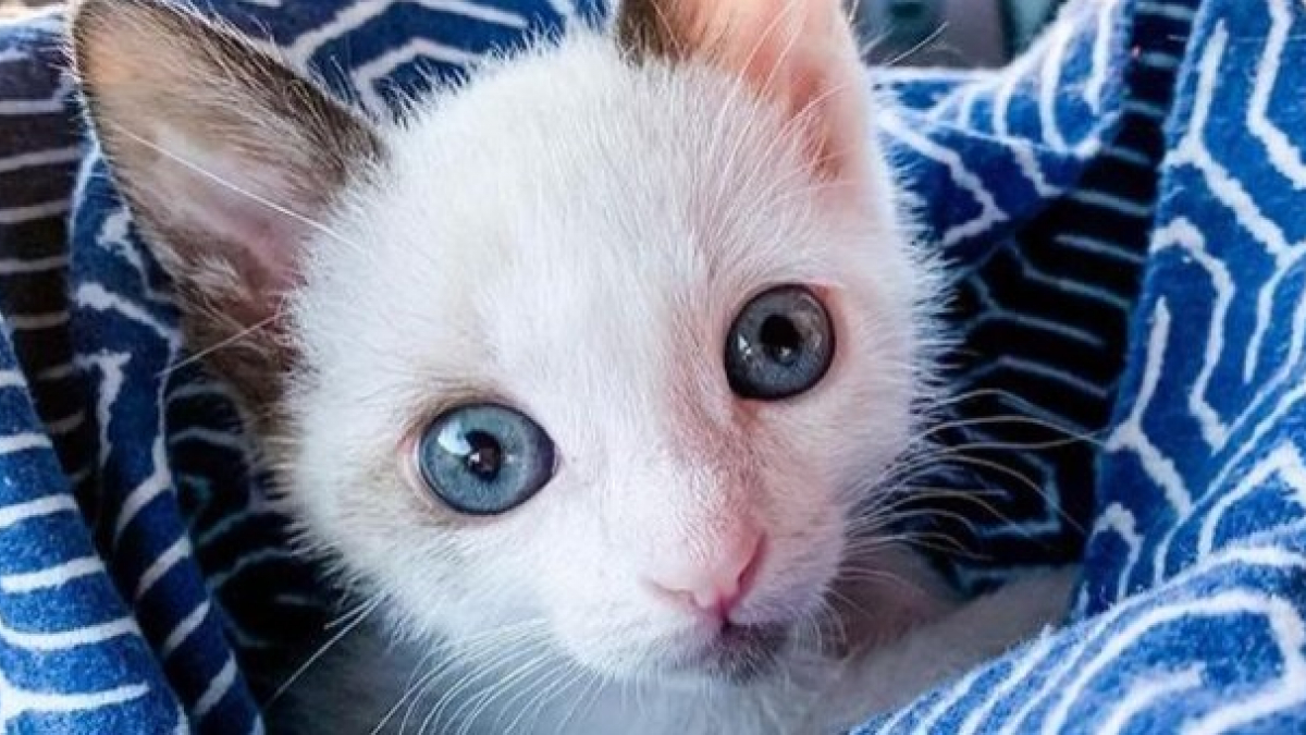 Illustration : "Ce chaton aux grands yeux bleus, rejeté à la naissance, a été sauvé et adopté"