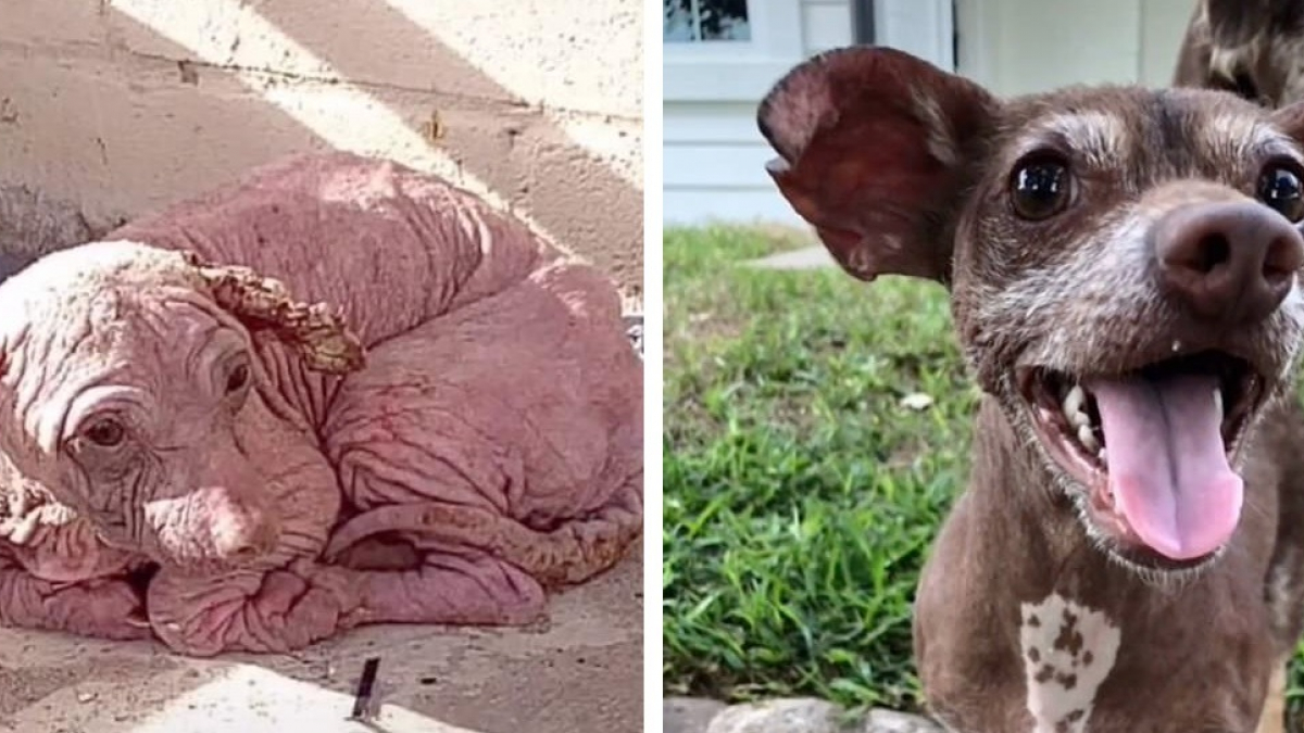 Illustration : "Retrouvé sans poil et avec des croûtes, ce chien a bien changé depuis son sauvetage"