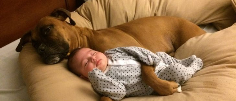 Illustration : "14 photos d'animaux et de leur humain qui forment un duo inséparable"