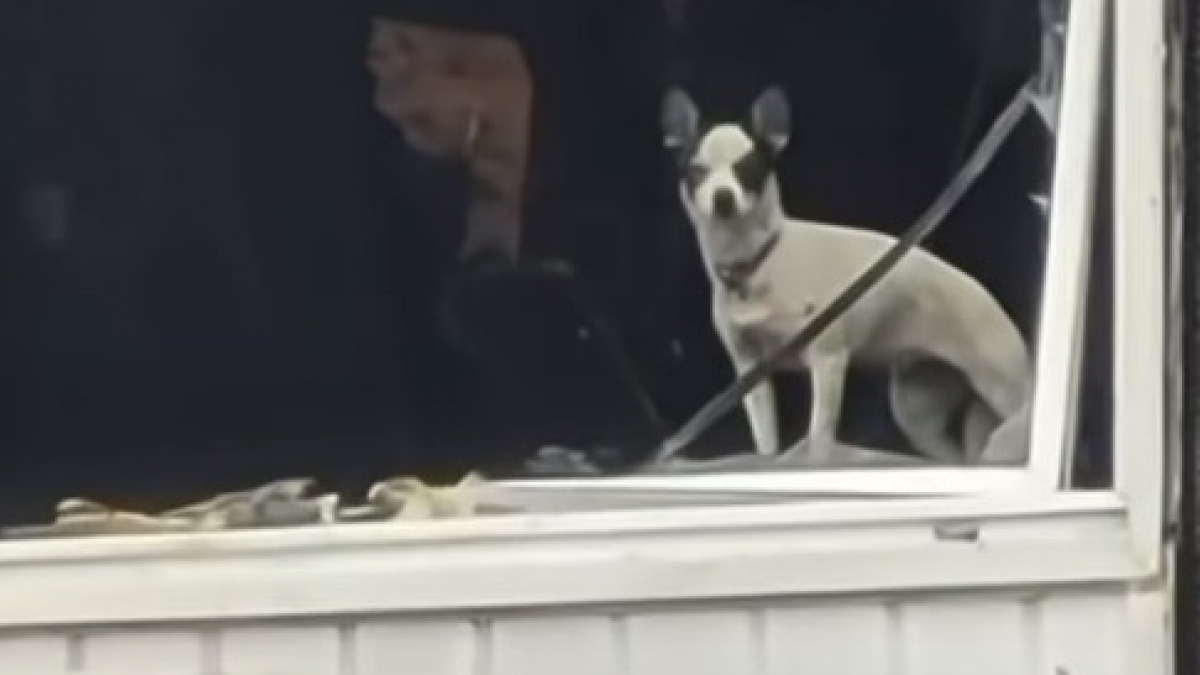 Illustration : " Il perd son chien et son appartement après un incendie. 2 semaines plus tard, un coup de fil change sa vie (vidéo)"