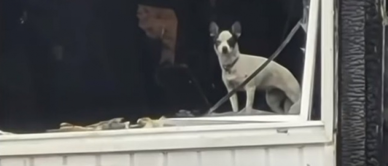 Illustration : " Il perd son chien et son appartement après un incendie. 2 semaines plus tard, un coup de fil change sa vie (vidéo)"