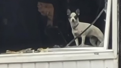 Illustration :  Il perd son chien et son appartement après un incendie. 2 semaines plus tard, un coup de fil change sa vie (vidéo)
