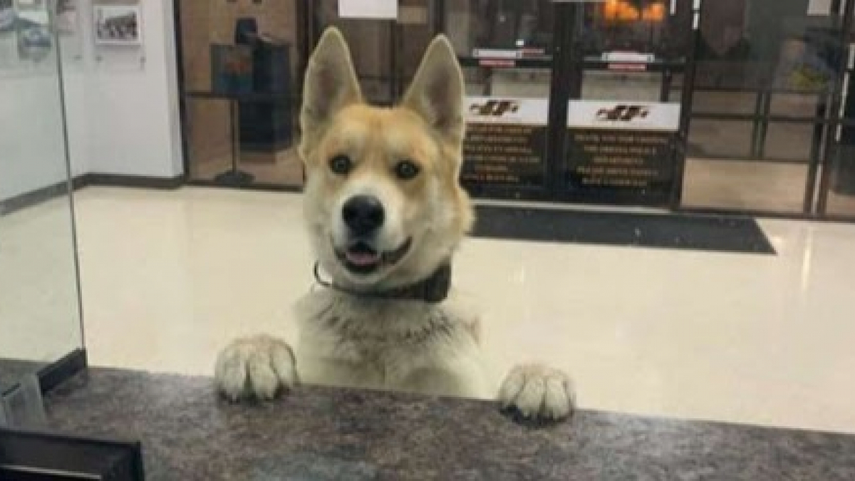 Illustration : "Un chien entre seul dans un bureau de police et monte sur le comptoir pour signaler qu'il est perdu"