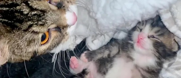Illustration : "Une chatte enceinte abandonnée en plein hiver tente de remonter la pente avec son seul chaton"
