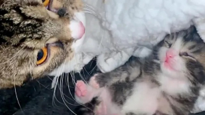 Illustration : Une chatte enceinte abandonnée en plein hiver tente de remonter la pente avec son seul chaton