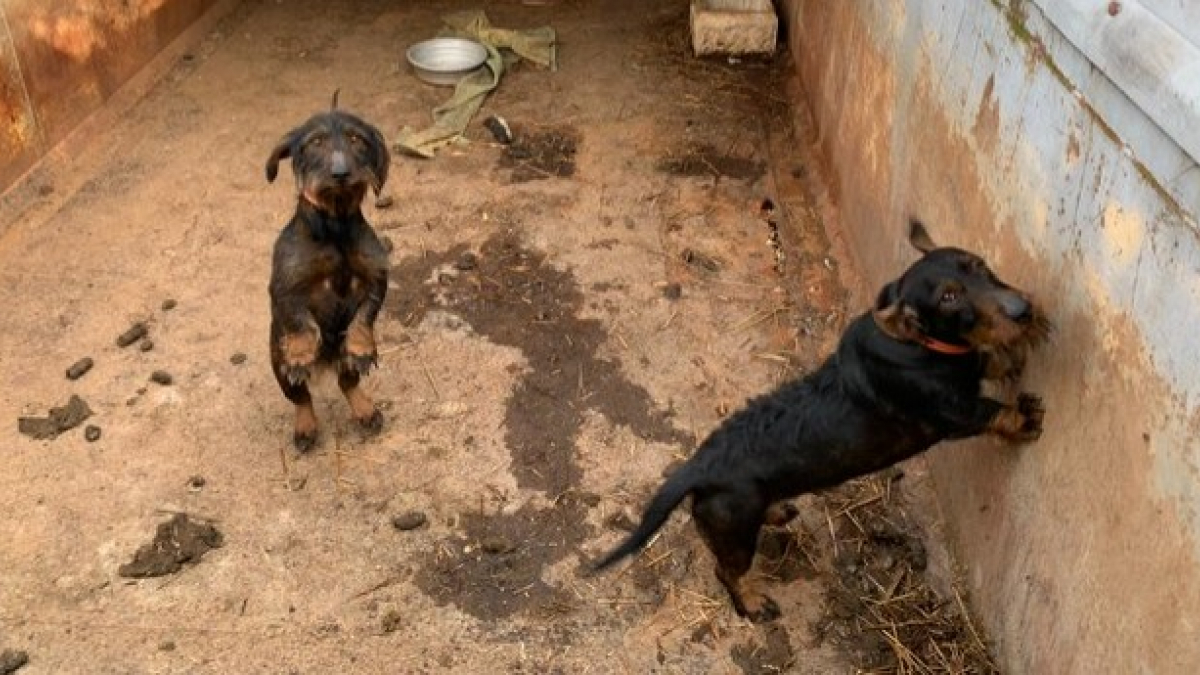 Illustration : "19 chiots et chiens détenus dans des conditions indignes. La SPA intervient et prend des mesures radicales"