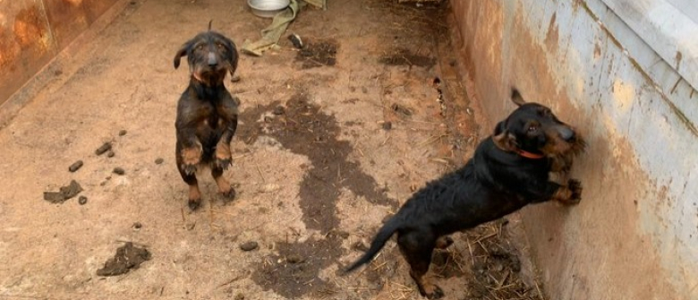 Illustration : "19 chiots et chiens détenus dans des conditions indignes. La SPA intervient et prend des mesures radicales"