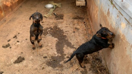 Illustration : 19 chiots et chiens détenus dans des conditions indignes. La SPA intervient et prend des mesures radicales