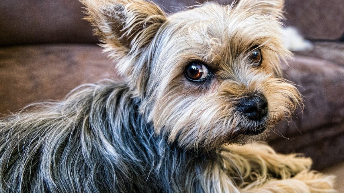 Illustration : "Une personne âgée tend un piège aux ravisseurs de son chien kidnappé au moment de leur remettre la rançon !"