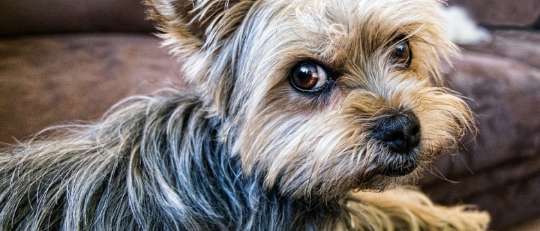 Illustration : "Une personne âgée tend un piège aux ravisseurs de son chien kidnappé au moment de leur remettre la rançon !"