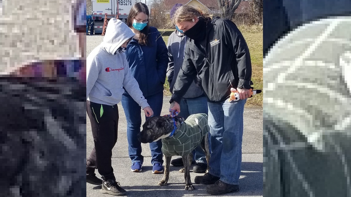 Illustration : "Ethan, le chien retrouvé affamé sur un parking a rencontré la famille qui l'a sauvé !"