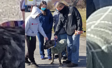 Illustration : "Ethan, le chien retrouvé affamé sur un parking a rencontré la famille qui l'a sauvé !"