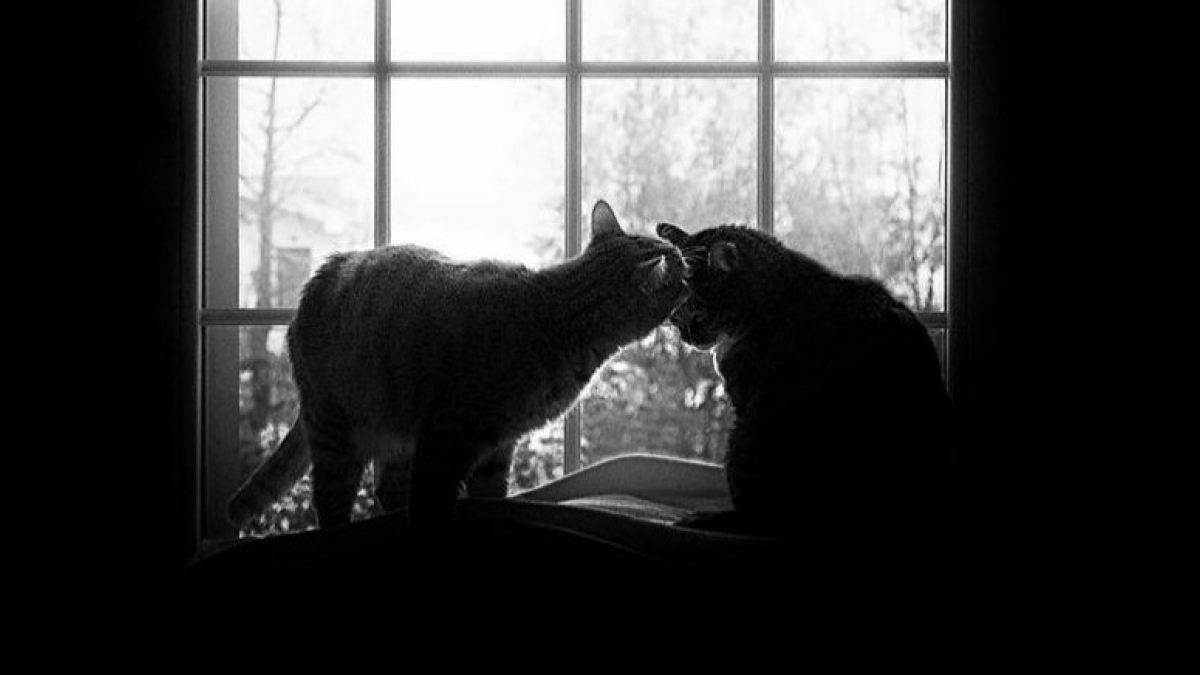 Illustration : "20 photos artistiques de chats qui regardent par la fenêtre"