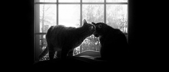 Illustration : "20 photos artistiques de chats qui regardent par la fenêtre"