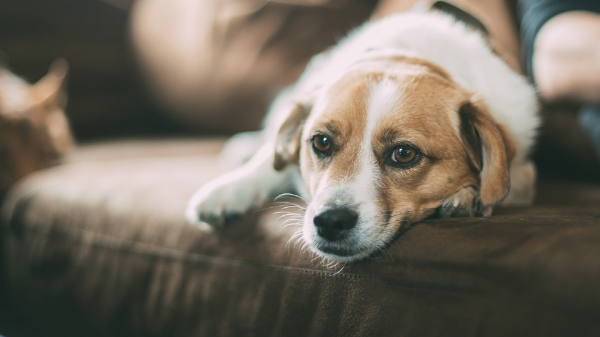 Illustration : "10 causes domestiques responsables des empoisonnements accidentels de votre chien"
