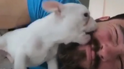 Illustration : Cet homme et son chiot ont trouvé une méthode de réveil unique qui va vous rendre envieux (vidéo)