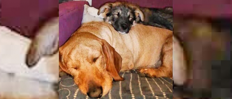 Illustration : "Un couple adopte un chiot d'une portée abandonnée dans une poubelle et fait demi-tour lorsqu'il apprend le diagnostic de son frère !"