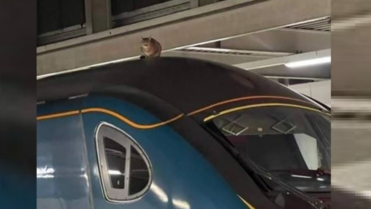 Illustration : "Un chat repéré sur le toit d'un train à Londres et très proche des lignes à haute tension"