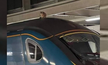 Illustration : "Un chat repéré sur le toit d'un train à Londres et très proche des lignes à haute tension"
