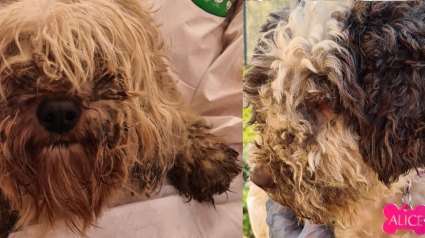 Illustration : 7 chiens malades, retrouvés dans une ferme insalubre. Un appel aux dons lancé pour payer les soins nécessaires 