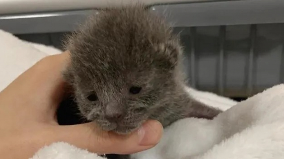 Illustration : "Un chaton de 48 heures abandonné dans un pot de fleurs a tout tenté pour survivre"