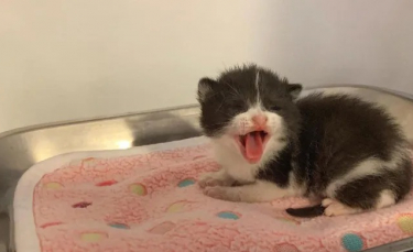 Illustration : "Un chaton retrouvé seul miaule sans cesse dans l'espoir de retrouver ses frères et soeurs"
