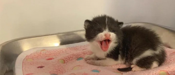 Illustration : "Un chaton retrouvé seul miaule sans cesse dans l'espoir de retrouver ses frères et soeurs"