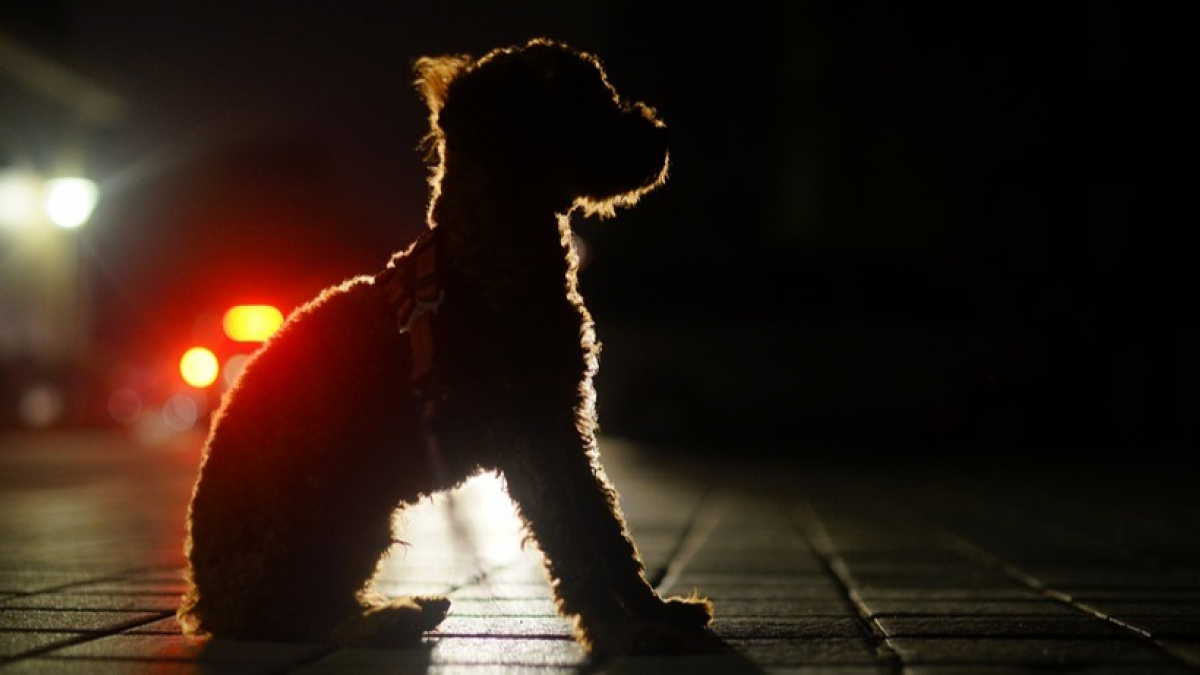 Illustration : "Le chien d'une femme battue par son compagnon s'échappe et mène les gendarmes à son arrestation !"