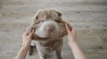 Illustration : 20 photos de joues de chien trop craquantes