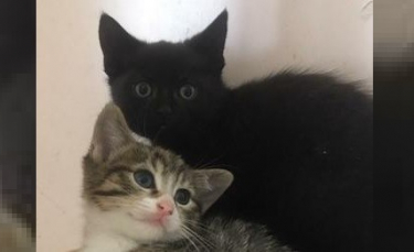 Illustration : "Des chatons de 4 mois nés dans une grange à foin attendent toujours une famille !"