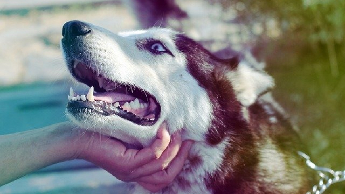 Illustration : "10 astuces pour approcher un chien que vous ne connaissez pas de manière sécurisée"