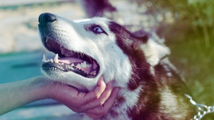 Illustration : 10 astuces pour approcher un chien que vous ne connaissez pas de manière sécurisée