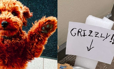 Illustration : "Un chien qui fait le bonheur de son immeuble découvre un admirateur secret dans les couloirs"