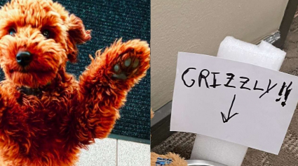 Illustration : Un chien qui fait le bonheur de son immeuble découvre un admirateur secret dans les couloirs