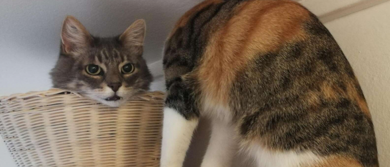 L Illusion D Optique D Un Chat Sans Cou Qui Interroge L Illusion D Optique D Un Chat Sans Cou Qui Interroge