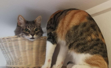 Illustration : "L'illusion d'optique d'un chat sans cou qui interroge"