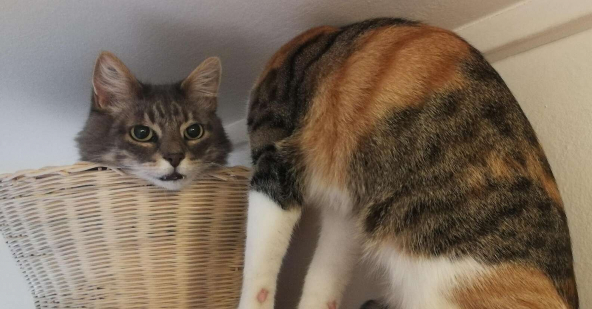 L Illusion D Optique D Un Chat Sans Cou Qui Interroge