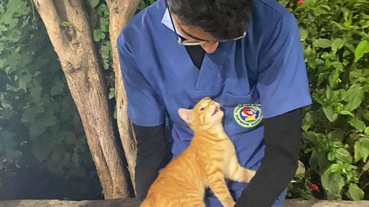 Illustration : "Un chat errant réconforte un infirmier pendant sa pause, épuisé par la pandémie du Covid-19"