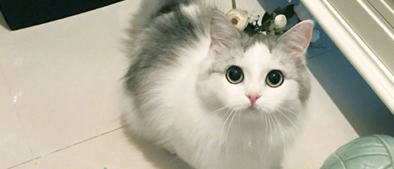 Chiens Et Chats Pris Sur Le Fait De La Plus Grosse Betise De Leur Vie Chiens Et Chats Pris Sur Le Fait De La Plus Grosse Betise De Leur Vie