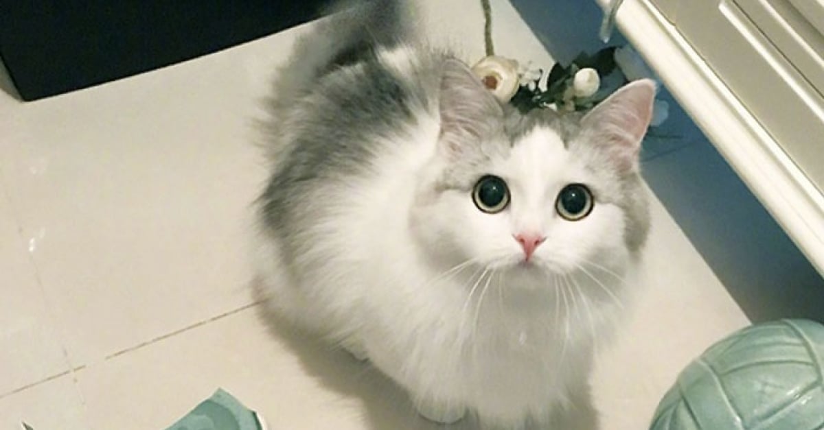 Chiens Et Chats Pris Sur Le Fait De La Plus Grosse Betise De Leur Vie Chiens Et Chats Pris Sur Le Fait De La Plus Grosse Betise De Leur Vie