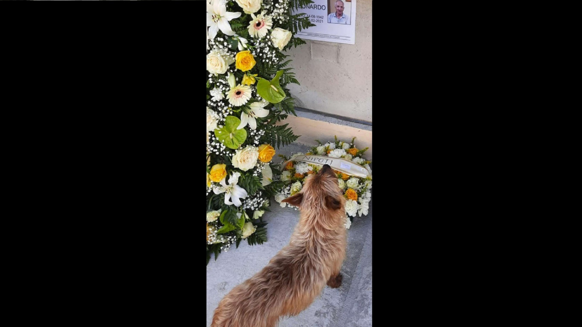 Illustration : "Chaque jour, ce chien parcourt des kilomètres pour visiter la tombe de ce cimetière"