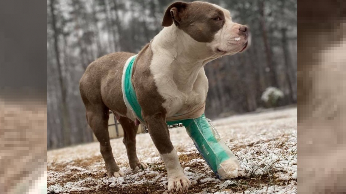 Illustration : "Un chien disparu depuis 2 ans, retrouvé dans un fossé avec la patte cassée (vidéo)"